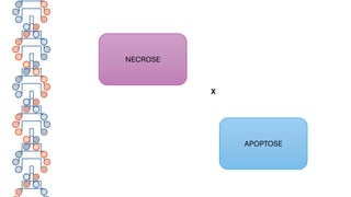 NECROSE
APOPTOSE
X
 