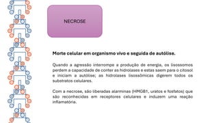 Morte celular em organismo vivo e seguida de autólise.
Quando a agressão interrompe a produção de energia, os lisossomos
perdem a capacidade de conter as hidrolases e estas saem para o citosol
e iniciam a autólise; as hidrolases lisossômicas digerem todos os
substratos celulares.
Com a necrose, são liberadas alarminas (HMGB1, uratos e fosfatos) que
são reconhecidas em receptores celulares e induzem uma reação
inflamatória.
NECROSE
 