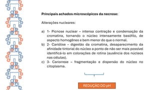 Principais achados microscópicos da necrose:
Alterações nucleares:
a) 1- Picnose nuclear – intensa contração e condensação da
cromatina, tornando o núcleo intensamente basófilo, de
aspecto homogêneo e bem menor do que o normal.
b) 2- Cariólise – digestão da cromatina, desaparecimento da
afinidade tintorial do núcleo a ponto de não ser mais possível
identificá-lo em colorações de rotina (ausência dos núcleos
nas células).
c) 3- Cariorrexe – fragmentação e dispersão do núcleo no
citoplasma.
REDUÇÃO DO pH
 