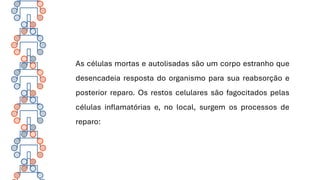 As células mortas e autolisadas são um corpo estranho que
desencadeia resposta do organismo para sua reabsorção e
posterior reparo. Os restos celulares são fagocitados pelas
células inflamatórias e, no local, surgem os processos de
reparo:
 
