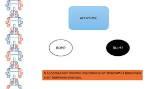 BOM? RUIM?
APOPTOSE
A apoptose tem enorme importância em momentos funcionais
e em inúmeras doenças.
 