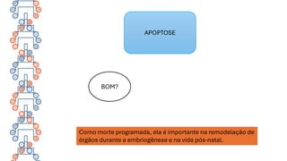 BOM?
APOPTOSE
Como morte programada, ela é importante na remodelação de
órgãos durante a embriogênese e na vida pós-natal.
 