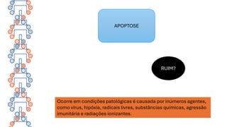 RUIM?
APOPTOSE
Ocorre em condições patológicas é causada por inúmeros agentes,
como vírus, hipóxia, radicais livres, substâncias químicas, agressão
imunitária e radiações ionizantes.
 
