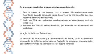 As principais condições em que acontece apoptose são:
(1) falta de fatores de crescimento, como ocorre em células dependentes de
hormônios quando estes não estão disponíveis ou em linfócitos que não
recebem estímulo de citocinas;
(2) lesão no DNA, por radiações, medicamentos antineoplásicos, radicais
livres etc.;
(3) estresse no retículo endoplasmático, por defeitos no dobramento de
proteínas;
(4) ação de linfócitos T citotóxicos;
(5) ativação de receptores que têm o domínio de morte, como acontece na
eliminação de linfócitos autorreatores. Redução da apoptose, por outro lado,
pode estar envolvida no aparecimento de alguns cânceres
 