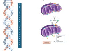 P
a
T
o
g
e
n
e
s
e
D
a
A
P
P
T
O
S
E
 