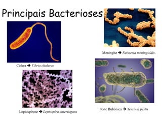 Principais Bacterioses
Meningite  Neisseria meningitidis.
Cólera  Vibrio cholerae
Peste Bubônica  Yersinia pestis
Leptospirose  Leptospira enterrogans
 