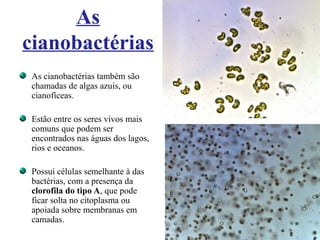 As
cianobactérias
As cianobactérias também são
chamadas de algas azuis, ou
cianofíceas.
Estão entre os seres vivos mais
comuns que podem ser
encontrados nas águas dos lagos,
rios e oceanos.
Possui células semelhante à das
bactérias, com a presença da
clorofila do tipo A, que pode
ficar solta no citoplasma ou
apoiada sobre membranas em
camadas.
 