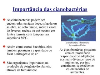 Importância das cianobactérias
As cianobactérias podem ser
encontradas na água doce, salgada ou
salobra, no solo úmido, sobre a casca
de árvores, rochas ou até mesmo em
fontes termais com temperatura
superior a 80ºC.
Assim como certas bactérias, elas
também possuem a capacidade de
fixar o nitrogênio do ar.
São organismos importantes na
produção de oxigênio do planeta,
através da fotossíntese.
Cianobactéria filamentosa
formando colônias.
As cianobactérias possuem
uma extraordinária
capacidade de adaptação
aos mais diversos tipos de
ambientes, por isso
constituem-se excelentes
colonizadores de
ambientes.
 