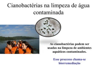 Cianobactérias na limpeza de água
contaminada
As cianobactérias podem ser
usadas na limpeza de ambientes
aquáticos contaminados.
Esse processo chama-se
biorremediação
 