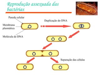 Reprodução assexuada das
bactérias
Duplicação do DNA
Separação das células
Parede celular
Membrana
plasmática
Molécula de DNA
 