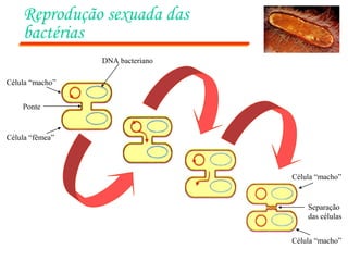 DNA bacteriano
Ponte
Célula “fêmea”
Célula “macho”
Separação
das células
Célula “macho”
Célula “macho”
Reprodução sexuada das
bactérias
 