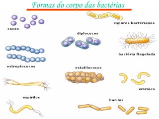 Formas do corpo das bactérias
 