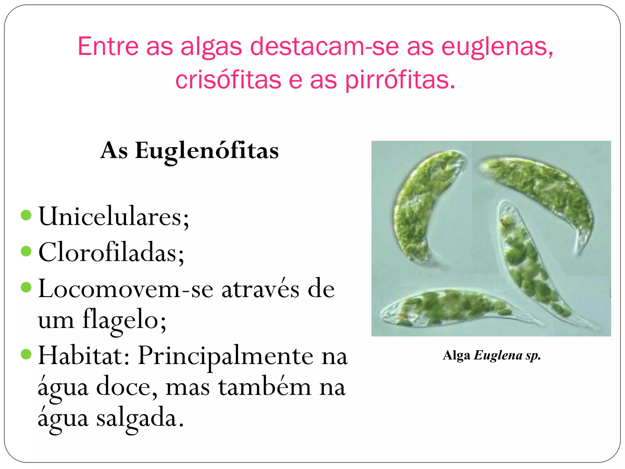 Entre as algas destacam-se as euglenas,
crisófitas e as pirrófitas.
As Euglenófitas
Unicelulares;
Clorofiladas;
Locomovem-se através de
um flagelo;
Habitat: Principalmente na
água doce, mas também na
água salgada.
Alga Euglena sp.
 