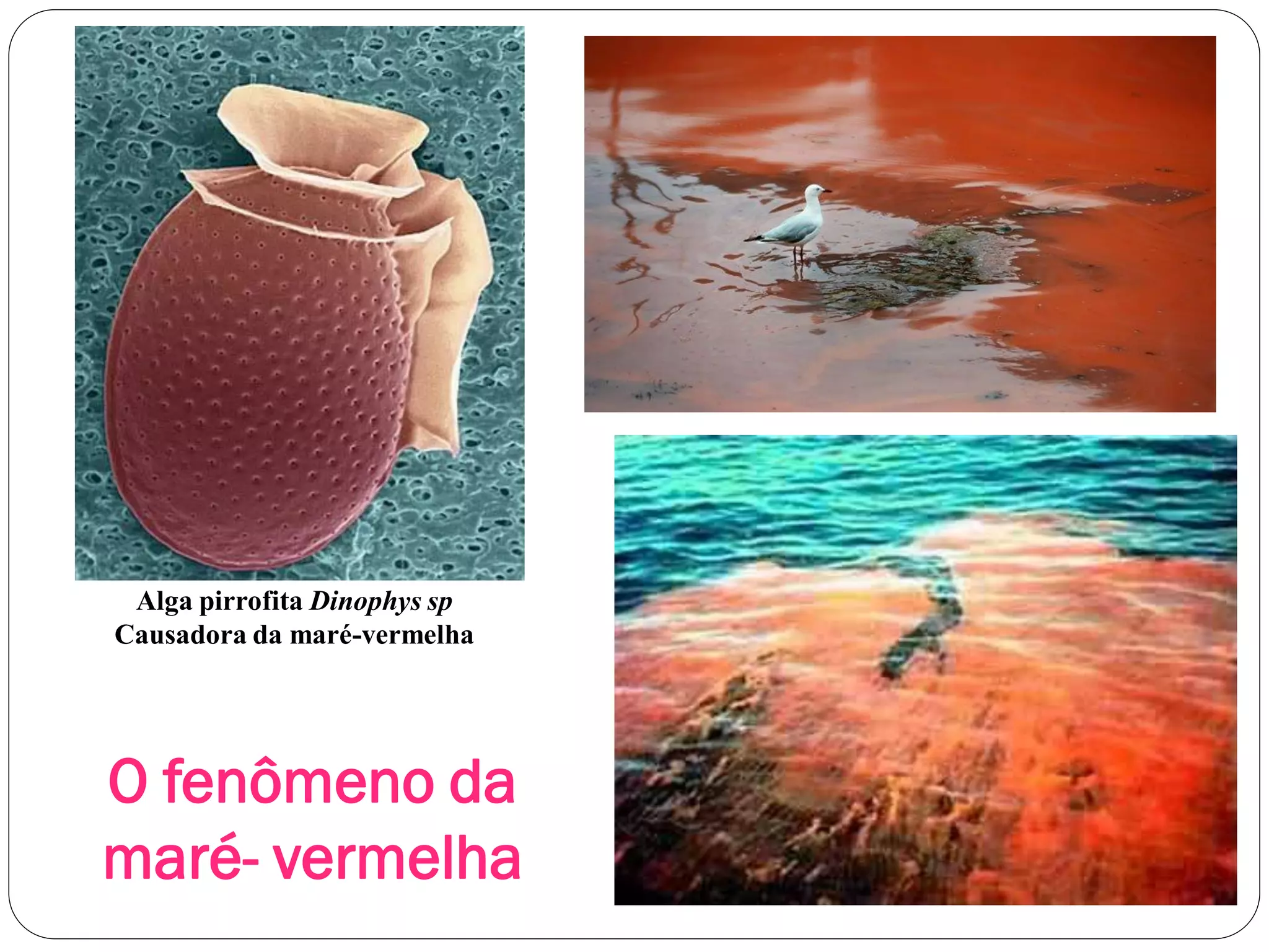 O fenômeno da
maré- vermelha
Alga pirrofita Dinophys sp
Causadora da maré-vermelha
 