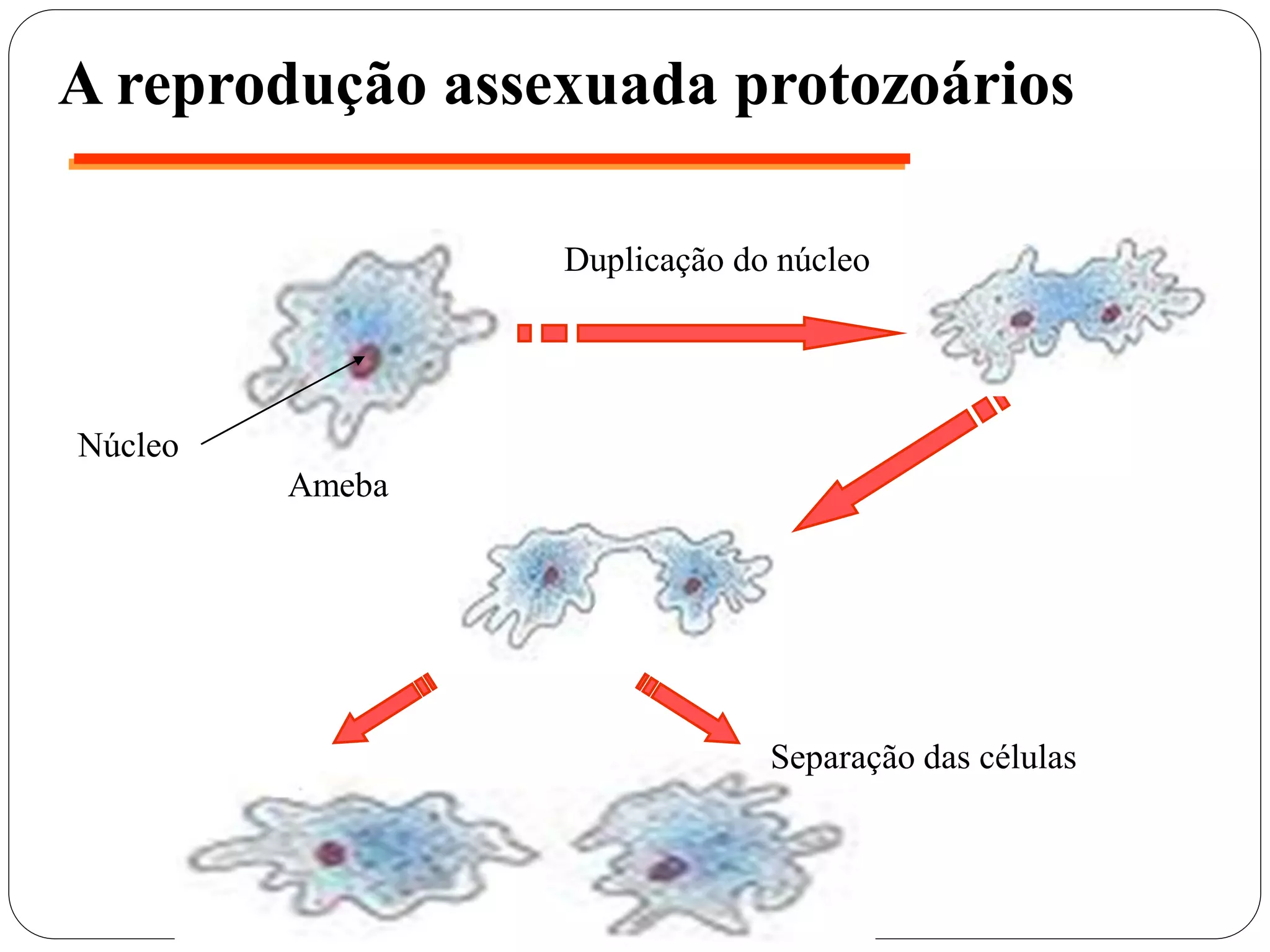 A reprodução assexuada protozoários
Duplicação do núcleo
Separação das células
Ameba
Núcleo
 
