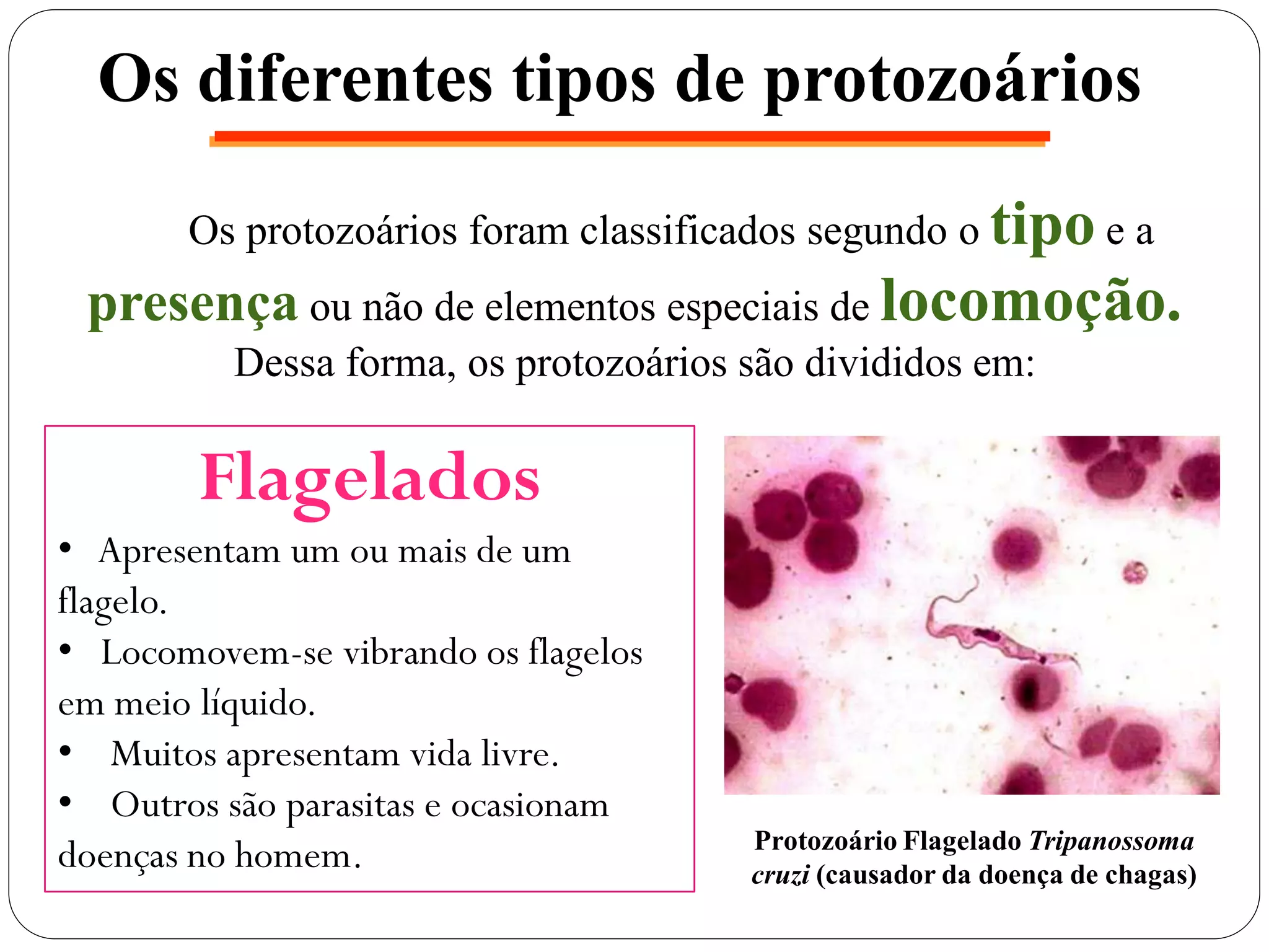 Os diferentes tipos de protozoários
Os protozoários foram classificados segundo o tipo e a
presença ou não de elementos especiais de locomoção.
Dessa forma, os protozoários são divididos em:
Flagelados
• Apresentam um ou mais de um
flagelo.
• Locomovem-se vibrando os flagelos
em meio líquido.
• Muitos apresentam vida livre.
• Outros são parasitas e ocasionam
doenças no homem. Protozoário Flagelado Tripanossoma
cruzi (causador da doença de chagas)
 