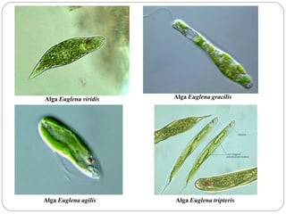 Alga Euglena viridis Alga Euglena gracilis
Alga Euglena agilis Alga Euglena tripteris
 