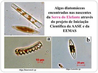 Alga Stauroneis sp. Alga Eunotia sp.
Algas diatomáceas
encontradas nas nascentes
da Serra do Elefante através
do projeto de Iniciação
Científica da AASE e da
EEMAS
 