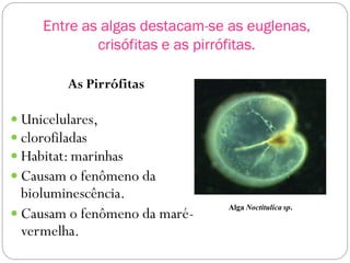 Entre as algas destacam-se as euglenas,
crisófitas e as pirrófitas.
As Pirrófitas
 Unicelulares,
 clorofiladas
 Habitat: marinhas
 Causam o fenômeno da
bioluminescência.
 Causam o fenômeno da maré-
vermelha.
Alga Noctitulica sp.
 