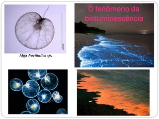 O fenômeno da
bioluminescência
Alga Noctitulica sp.
 