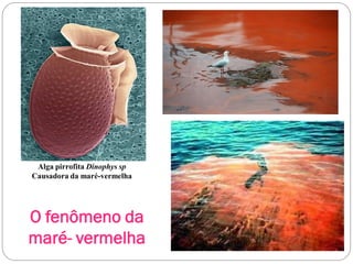 O fenômeno da
maré- vermelha
Alga pirrofita Dinophys sp
Causadora da maré-vermelha
 