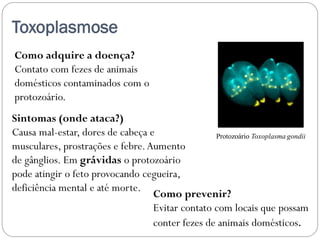 Toxoplasmose
Como adquire a doença?
Contato com fezes de animais
domésticos contaminados com o
protozoário.
Sintomas (onde ataca?)
Causa mal-estar, dores de cabeça e
musculares, prostrações e febre.Aumento
de gânglios. Em grávidas o protozoário
pode atingir o feto provocando cegueira,
deficiência mental e até morte.
Como prevenir?
Evitar contato com locais que possam
conter fezes de animais domésticos.
Protozoário Toxoplasma gondii
 