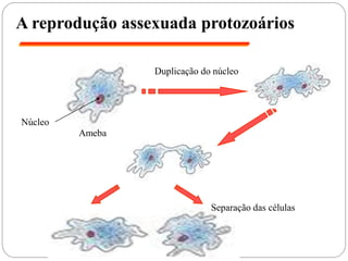 A reprodução assexuada protozoários
Duplicação do núcleo
Separação das células
Ameba
Núcleo
 
