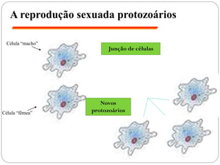 Célula “fêmea”
Célula “macho”
A reprodução sexuada protozoários
Junção de células
Novos
protozoários
 