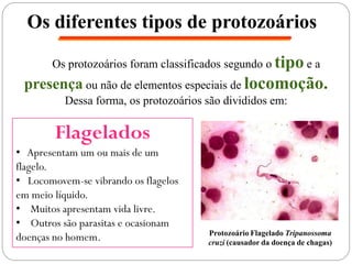 Os diferentes tipos de protozoários
Os protozoários foram classificados segundo o tipo e a
presença ou não de elementos especiais de locomoção.
Dessa forma, os protozoários são divididos em:
Flagelados
• Apresentam um ou mais de um
flagelo.
• Locomovem-se vibrando os flagelos
em meio líquido.
• Muitos apresentam vida livre.
• Outros são parasitas e ocasionam
doenças no homem. Protozoário Flagelado Tripanossoma
cruzi (causador da doença de chagas)
 