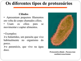 Os diferentes tipos de protozoários
Ciliados
• Apresentam pequenos filamentos
em volta do corpo chamados cílios;
• Usam os cílios para se
movimentar e captur alimentos.
• Exemplos:
o balantídeo, um parasita que vive
habitualmente no organismo do
porco.
o paramécio, que vive na água
doce.
Protozoário ciliado - Paramecium
multimicronucleatum
 