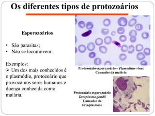 Os diferentes tipos de protozoários
Esporozoários
• São parasitas;
• Não se locomovem.
Exemplos:
 Um dos mais conhecidos é
o plasmódio, protozoário que
provoca nos seres humanos e
doença conhecida como
malária.
Protozoário esporozoário – Plamodium vivax
Causador da malária
Protozoário esporozoário
Toxoplasma gondii
Causador da
toxoplasmose
 