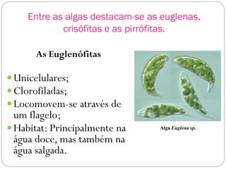 Entre as algas destacam-se as euglenas,
crisófitas e as pirrófitas.
As Euglenófitas
Unicelulares;
Clorofiladas;
Locomovem-se através de
um flagelo;
Habitat: Principalmente na
água doce, mas também na
água salgada.
Alga Euglena sp.
 