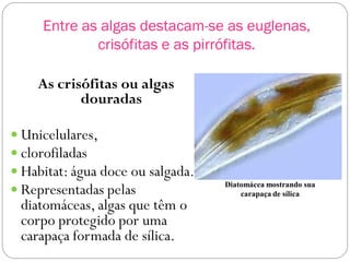 Entre as algas destacam-se as euglenas,
crisófitas e as pirrófitas.
As crisófitas ou algas
douradas
 Unicelulares,
 clorofiladas
 Habitat: água doce ou salgada.
 Representadas pelas
diatomáceas, algas que têm o
corpo protegido por uma
carapaça formada de sílica.
Diatomácea mostrando sua
carapaça de sílica
 