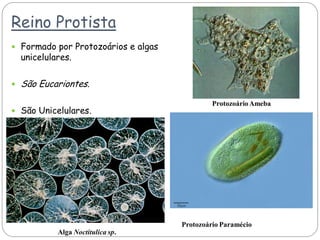 Reino Protista
 Formado por Protozoários e algas
unicelulares.
 São Eucariontes.
 São Unicelulares.
ProtozoárioAmeba
Protozoário Paramécio
Alga Noctitulica sp.
 