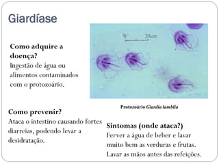 Giardíase
Como adquire a
doença?
Ingestão de água ou
alimentos contaminados
com o protozoário.
Sintomas (onde ataca?)
Ferver a água de beber e lavar
muito bem as verduras e frutas.
Lavar as mãos antes das refeições.
Como prevenir?
Ataca o intestino causando fortes
diarreias, podendo levar a
desidratação.
Protozoário Giardia lamblia
 