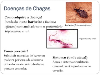 Doenças de Chagas
Como adquire a doença?
Picada do inseto barbeiro (Triatoma
infestans) contaminado com o protozoário
Tripanossoma cruzi.
Sintomas (onde ataca?)
Ataca o sistema circulatório,
causando sérios problemas no
coração.
Como prevenir?
Substituir moradias de barro ou
madeira por casas de alvenaria
evitando locais onde o barbeiro
possa se esconder.
barbeiro (Triatoma infestans)
Tripanossoma cruzi
 