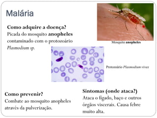 Malária
Como adquire a doença?
Picada do mosquito anopheles
contaminado com o protozoário
Plasmodium sp.
Sintomas (onde ataca?)
Ataca o fígado, baço e outros
órgãos viscerais. Causa febre
muito alta.
Como prevenir?
Combate ao mosquito anopheles
através da pulverização.
Mosquito anopheles
Protozoário Plasmodium vivax
 