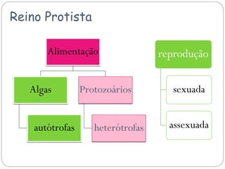 Reino Protista
Alimentação
Algas
autótrofas
Protozoários
heterótrofas
reprodução
sexuada
assexuada
 