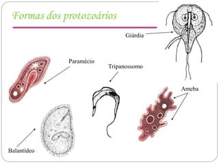 Formas dos protozoários
Ameba
Paramécio
Tripanossomo
Balantídeo
Giárdia
 