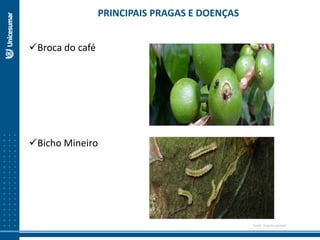 PRINCIPAIS PRAGAS E DOENÇAS
Broca do café
.
Bicho Mineiro
Fonte: Arquivo pessoal
 