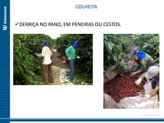 COLHEITA
DERRIÇA NO PANO, EM PENEIRAS OU CESTOS.
Fonte: Arquivo pessoal
 