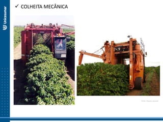  COLHEITA MECÂNICA
Fonte: Arquivo pessoal
 