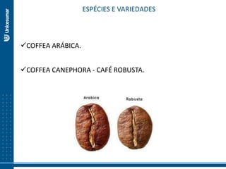ESPÉCIES E VARIEDADES
COFFEA ARÁBICA.
COFFEA CANEPHORA - CAFÉ ROBUSTA.
 