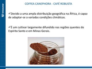 COFFEA CANEPHORA - CAFÉ ROBUSTA
Devido a uma ampla distribuição geográfica na África, é capaz
de adaptar-se a variadas condições climáticas.
É um cultivar largamente difundido nas regiões quentes do
Espírito Santo e em Minas Gerais.
 