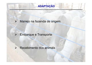 ADAPTAÇÃO




 Manejo na fazenda de origem



 Embarque e Transporte



 Recebimento dos animais
 