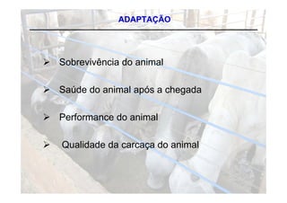 ADAPTAÇÃO




 Sobrevivência do animal

 Saúde do animal após a chegada

 Performance do animal

   Qualidade da carcaça do animal
 