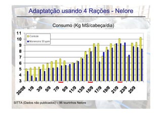 Adaptatção usando 4 Rações - Nelore

                          Consumo (Kg MS/cabeça/dia)




SITTA (Dados não publicados) – 96 tourinhos Nelore
 
