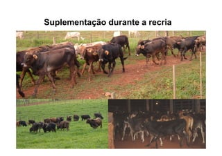 Suplementação durante a recria
 