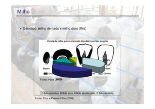 Milho


 Genótipo: milho dentado x milho duro (
        p                              (flint)
                                             )


                    Venda de milho para o mercado brasileiro por tipo de grão
                                   p                         p     p     g




                                       5.2%
                                       5 2%
                       13.8%
                                                                         35.9%




                           45.1%
                           45 1%
              Fonte: Paes (2006)




                 Grão semiduro    Grão duro    Grão semidentado     Grão dentado

          Fonte: Cruz e Pereira Filho (2009)
 