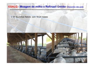 ESALQ - Moagem de milho x Refinazil Úmido- (Carareto não pub)


   91 tourinhos Nelore com 18-24 meses
 